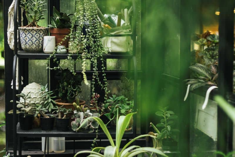 Aprenda a fazer sua horta vertical em casa