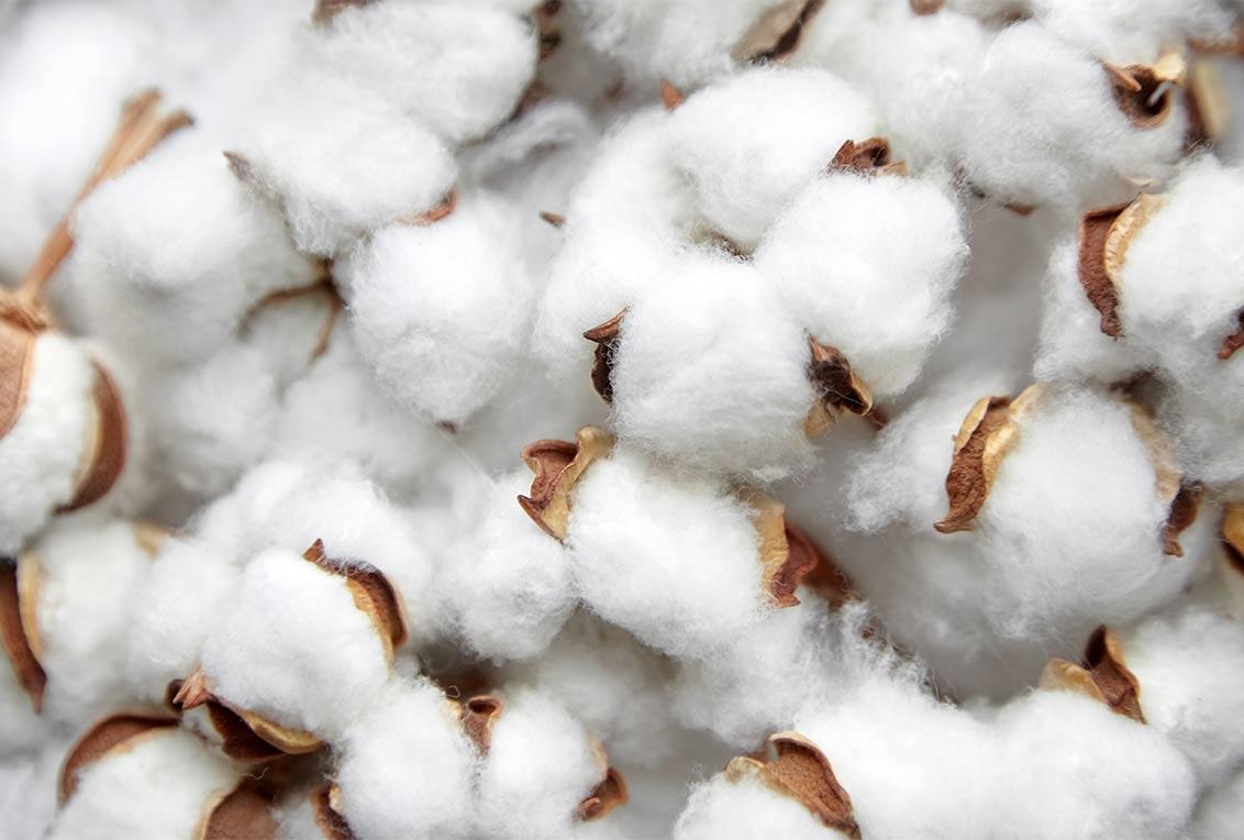 Detalhes do algodão, mostrando bem as suas fibras.